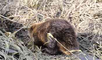 Bever met longontsteking na behandeling uitgezet in Hardinxveld-Giessendam - HetKompasHardinxveld-Giessendam.nl