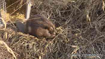 Bibberend en hoestend zat deze bever onder een bankje, maar vandaag keerde hij kerngezond terug in de natuur - RTV Rijnmond