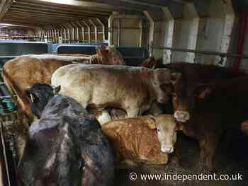 More than 850 cattle on ship face slaughter amid bluetongue fears