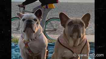 Lady Gaga's Dogs Tied to Pole in Alley, Finder Gets $500k Reward