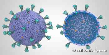 First Complete COVID-19 Coronavirus Model Shows Cooperation – “They Work Together”