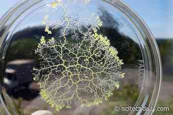 Memory Without a Brain: How a Single Cell Slime Mold Makes Smart Decisions
