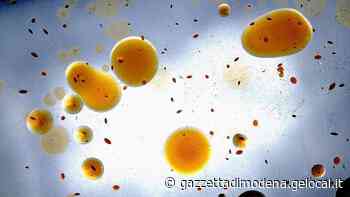 Modena Ricette gustose prendono vita grazie ai batteri - La Gazzetta di Modena