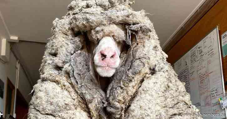 Schaf nach Jahren von mehr als 35 Kilo Wolle befreit