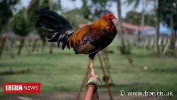 Indian man killed by his own rooster during cockfight