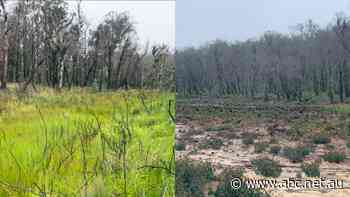 Mine's expansion plans 'expected' to damage endangered ecology in Blue Mountains