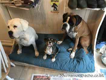 Man's best friend is a dog! - Bournemouth Echo