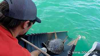 Texas sea turtles released back into sea after cold front eases