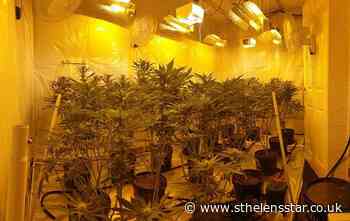 Cannabis farm found on St Helens Road - St Helens Star