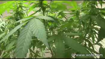 ‘You’ll be surprised’ by medical marijuana bill’s support, lawmaker says - WSFA