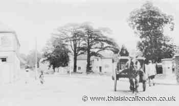 Compare pictures of a Cedar tree that still stands in Loughton, Essex, a century later