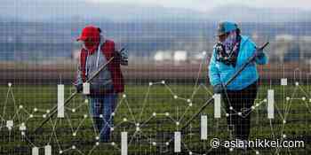 Pandemic travel ban triggers spike in global food prices - Nikkei Asia