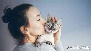 Purina’s allergen reducing cat food voted 2021 product of the year by pet owners - Wamiz.co.uk