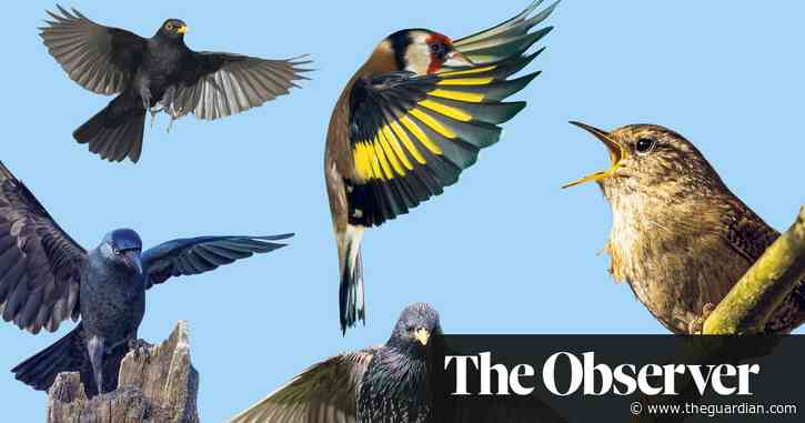 'The Earth could hear itself think': how birdsong became the sound of lockdown