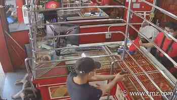 Guard Dog Sleeps Through Jewelry Store 'Robbery'