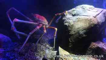 Spider crab walking with ‘grace and verve’ thanks to yoga-inspired aid
