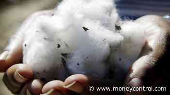 Pakistan may resume import of cotton from India: Report