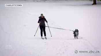 Why this woman and her dog go skijoring on P.E.I.