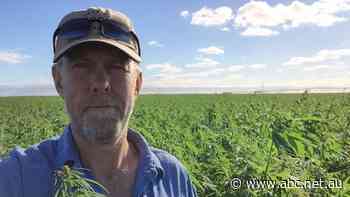 Industrial hemp farmers eye best yield yet, but growing the consumer market is the problem