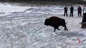 Poundmaker Cree Nation Bison