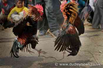 Rooster kills Indian man during banned cockfight - Dudley News