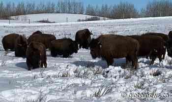 20 bison re-introduced to Poundmaker Cree Nation