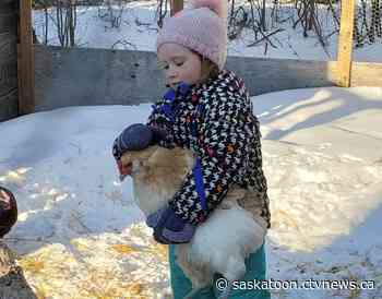 'Down they came': Sask. toddler takes chicken on saucer ride