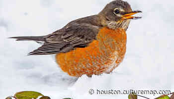 Houston is seeing rounds of robins all over their backyards - CultureMap Houston