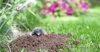 Waar is toch de mol? | Natuur - Telegraaf.nl