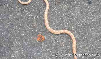 FORLI': Abbandonati due serpenti lungo le sponde del fiume Bidente | FOTO - Teleromagna24
