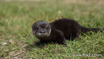 Rhode Island zoo announces birth of 4 baby river otters - KOKI FOX 23