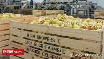 Waste food: What do you do with 86 tonnes of celeriac?