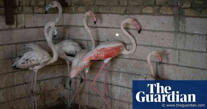 'Looking for a flamingo?': bird trafficking in Iraq – in pictures