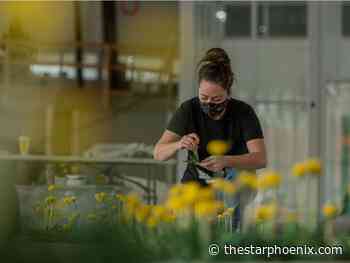 A symbol of resilience: Monique Martin's paper dandelions fill downtown Saskatoon - Saskatoon StarPhoenix