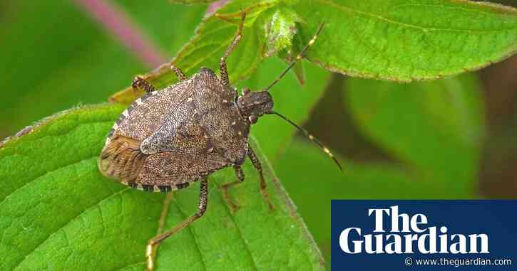 UK scientists confirm arrival of brown marmorated stink bugs