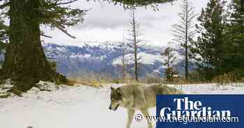 Oregon wolf makes history on lengthy journey to California