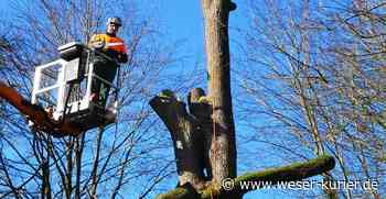 Baum ab im Amtsgarten - WESER-KURIER