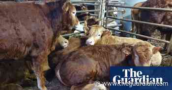 Hundreds of calves stranded at sea due to suspected disease – video