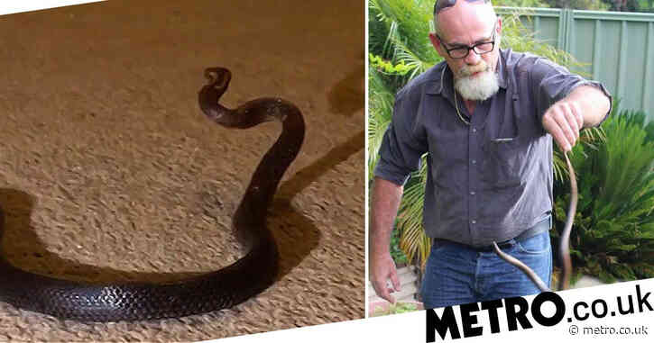 Mum finds venomous snake in daughter’s bedroom after mistaking it for shoelace