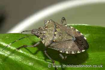 Invasive brown stink bug pest found in UK