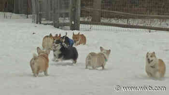 Over 40 Corgis takeover Knox Farm ahead of National Welsh Corgi Day