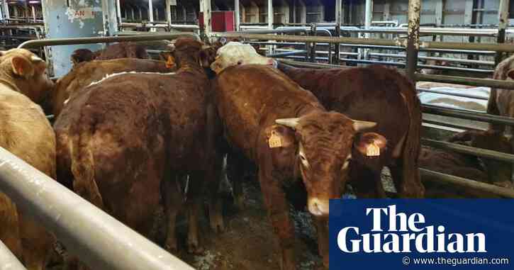 Cattle stranded on ship to be destroyed in port as second vessel returns to Spain