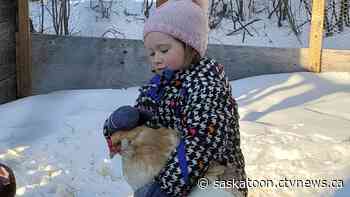 'Chickyboo is fairly tame': Video captures 4-year-old Sask. girl's ride down snowhill with a chicken