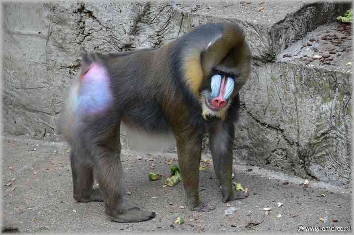 Groot datalek bij Ticketcounter, ook hack bij InHolland