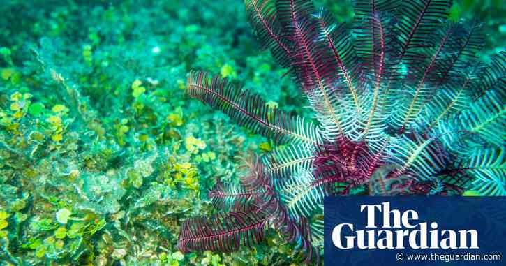 As many corals growing in the Pacific as trees in the Amazon, new study finds