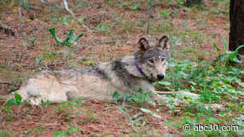 Wolf tracked near Yosemite National Park for first time in 100 years