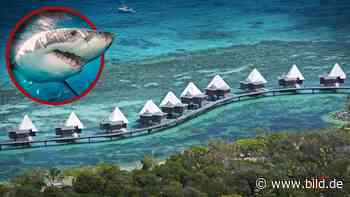 Neukaledonien: Hai beißt Segler ins Bein – Herzinfarkt, tot! - BILD