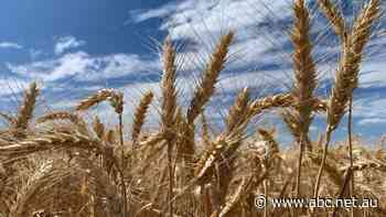 It's official. Farmers are having their best year yet