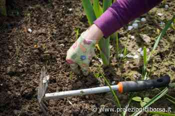 Come evitare che crescano erba e erbacce con questo metodo a costo zero - Proiezioni di Borsa