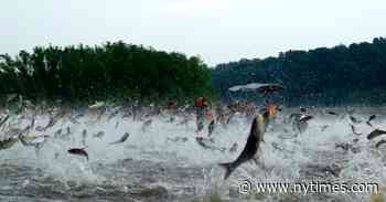 Can We Patch Up the Natural World We’ve Hurt?